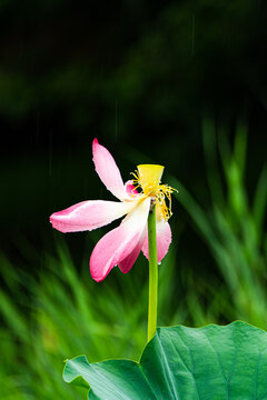 雨中荷花