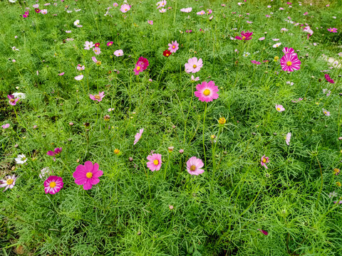 格桑花田