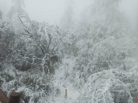 雪景树林积雪雪山雾凇