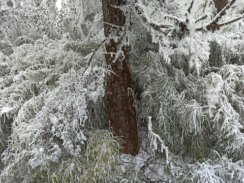 雪景树林积雪雪山雾凇