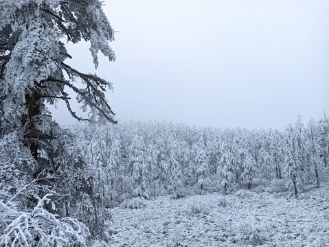 雪景树林积雪雪山雾凇