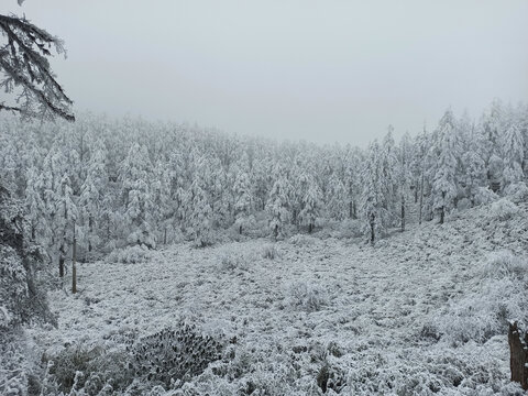 雪景树林积雪雪山雾凇