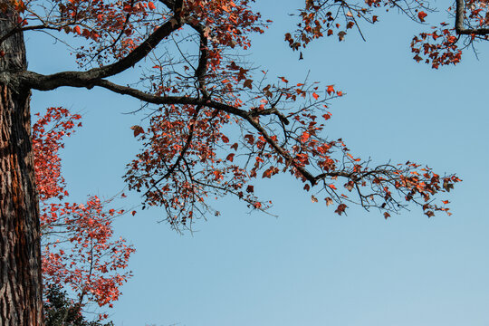 枫树
