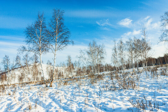 冬季白桦林海雪原