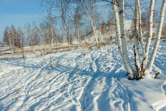 雪地雪原白桦树林