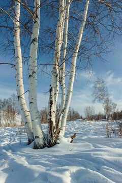 冬季蓝天白云白桦树