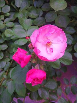 月季花