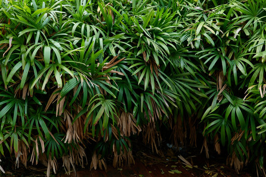 绿植背景