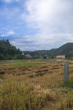 冬季收割后的稻田风光