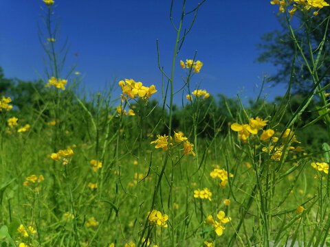 油菜花