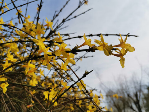 迎春花