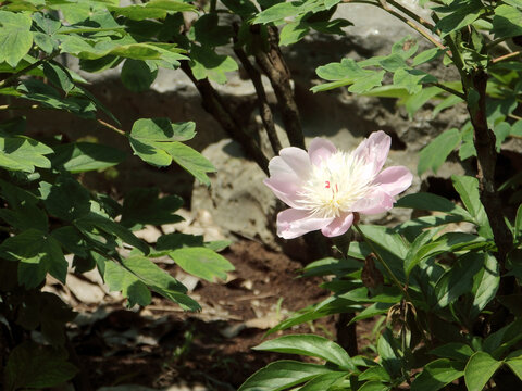 芍药花