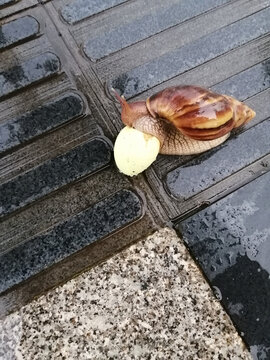 蜗牛觅食