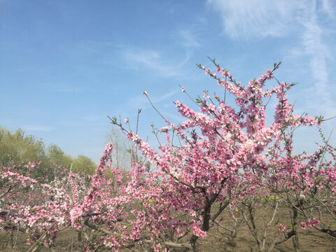 粉红桃花盛开怒放朵朵开