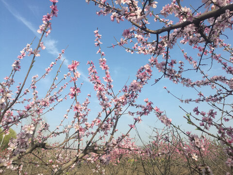 粉红桃花蕾花相伴映白云