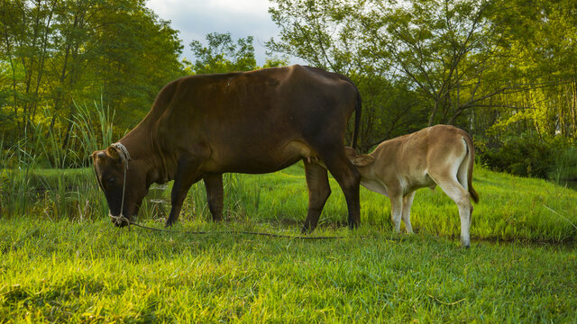 动物牛自然草地