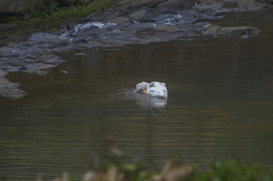溪水里的一只鸭
