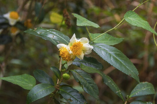 茶树的花与叶