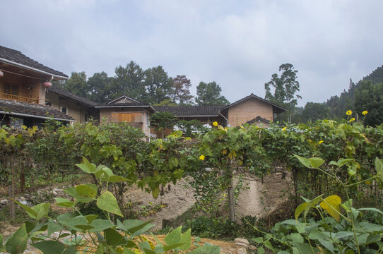 农家菜园冬季风景