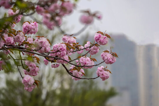 唯美粉红色樱花图片