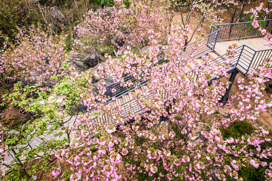 樱花沟的满山樱花