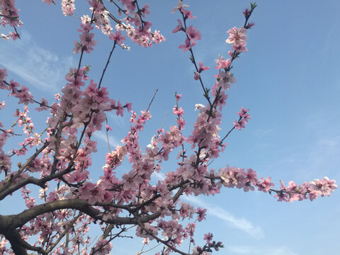 粉红桃花蕾花相伴映蓝天