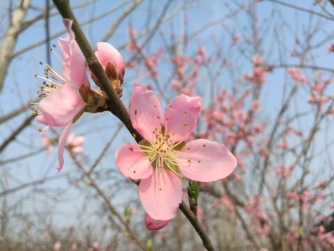 粉红桃花相伴向阳开