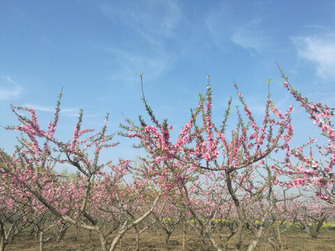 粉红桃花林盛开映蓝天