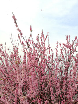 粉桃花花林如花墙