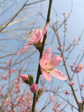 粉白桃花双花伴双蕾