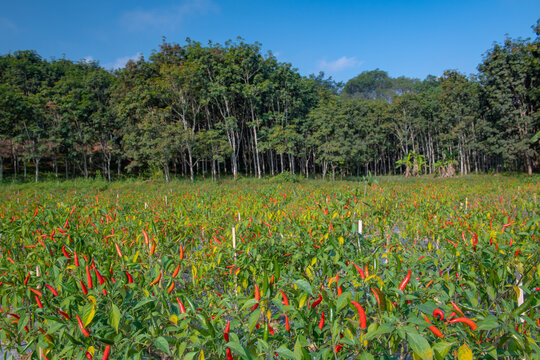 橡胶林前的小米辣基地