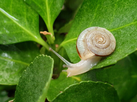 蜗牛