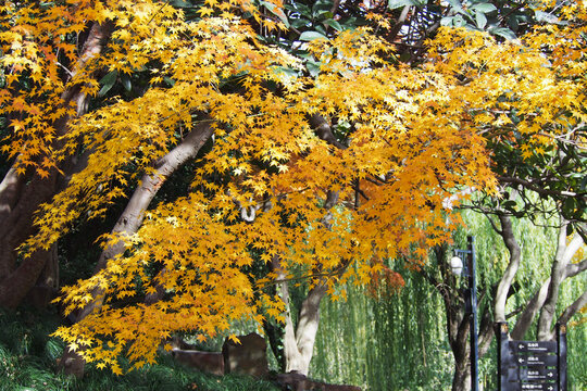 黄枫树