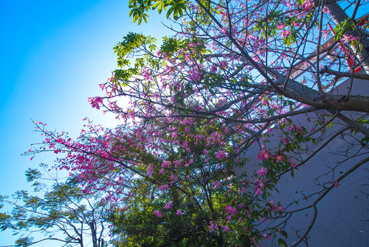 沙湾公园红花开