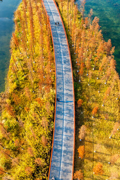 秋季林中绿道竖构图