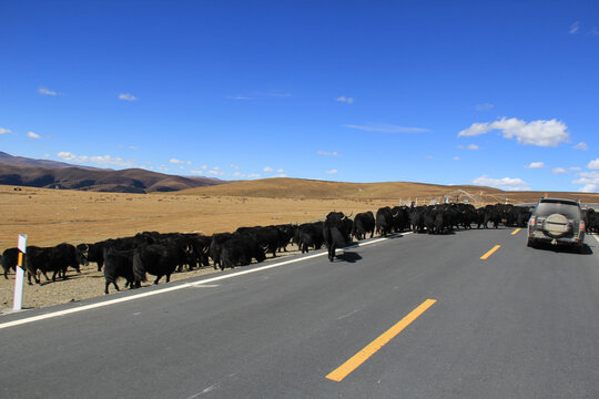公路山的牦牛群
