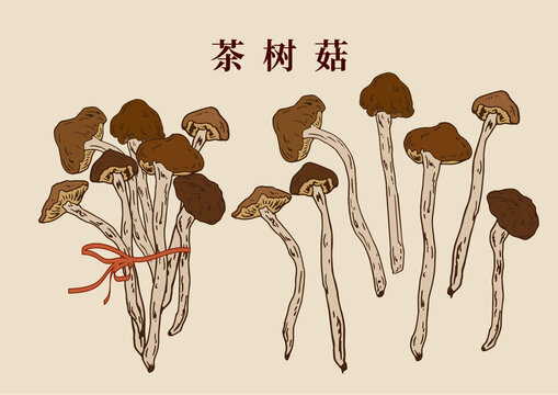 茶树菇插画
