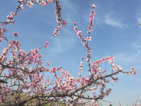 粉桃花粉红粉白相依