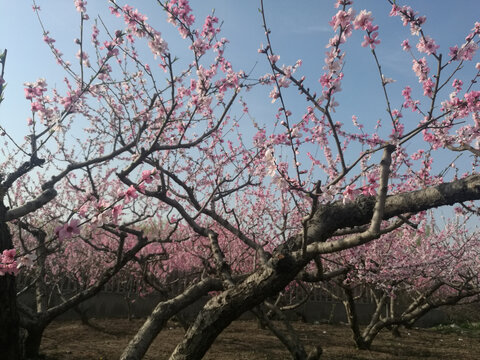 粉红桃花林花儿向阳开