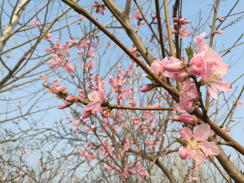 粉红桃花蕾花相伴