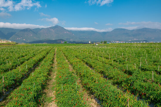 小米辣朝天椒种植基地