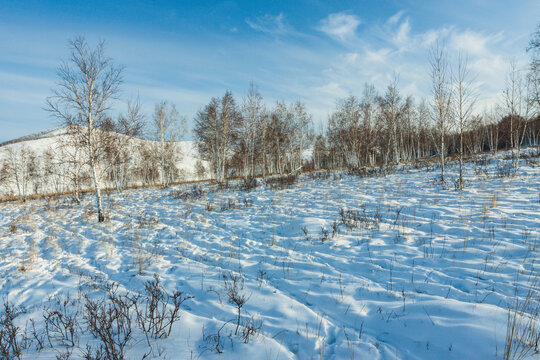 冬季雪原山坡白桦林