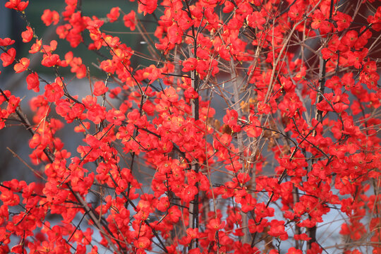 红梅梅花