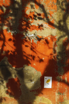 斑驳墙上黄叶标签和树影