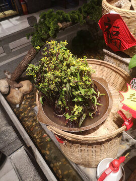紫兰花