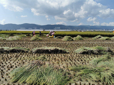 稻田稻草