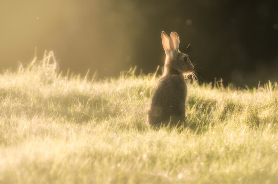 日出下的兔子