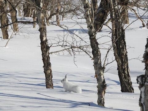 雪景中的白兔