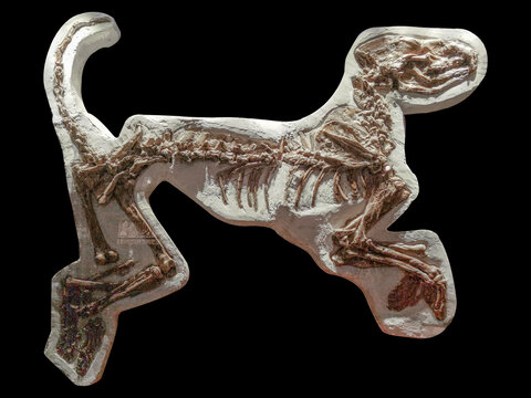 新生代孔子犬兽化石