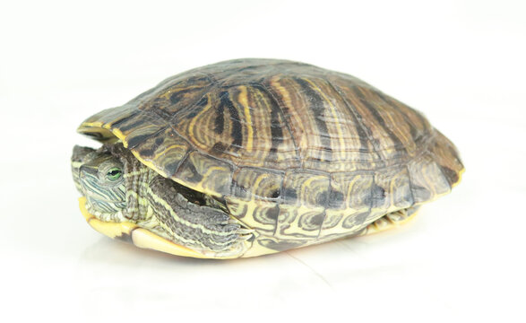巴西乌龟